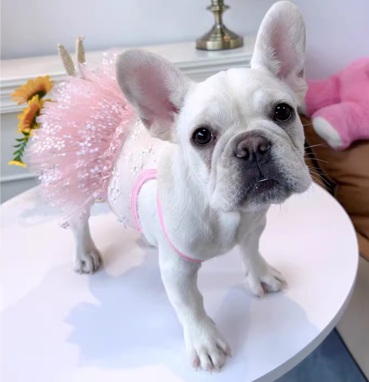 Summer Pug Dress French Bulldo - Summer Clothing In French 评论和价格